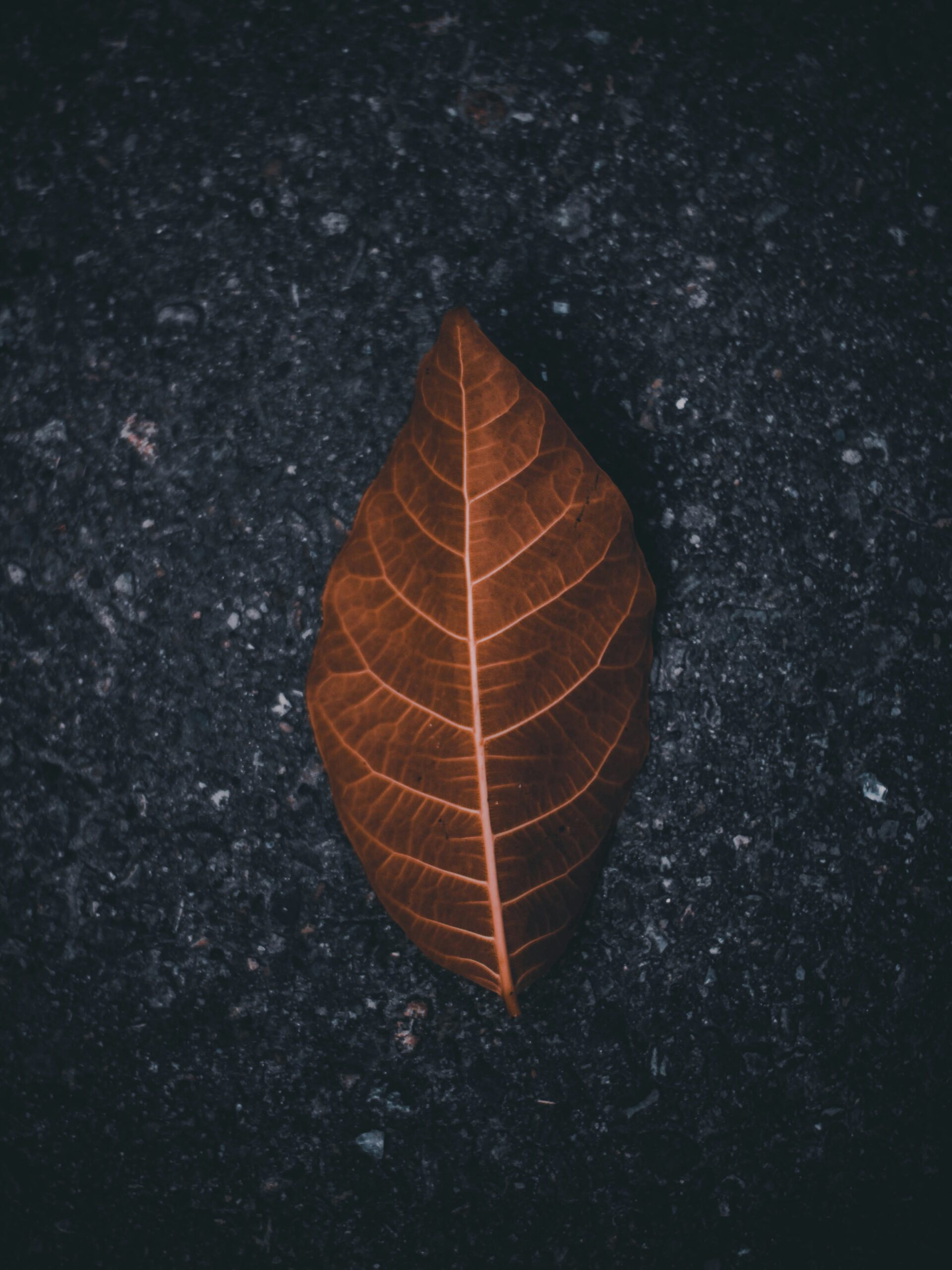 the-ian-9SysECLqWPE-unsplash